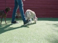 Lucky Dog S07E13 Lilo 480p x264-mSD [eztv]