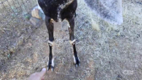 Totally Funny Animals S01E11 XviD-AFG EZTV Totally Funny Animals S01E11 XviD-AFG EZTV