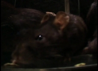Fear Factor S02E18 WEB x264-TASTETV[eztv]