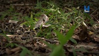 Extreme Snakes S01E02 XviD-AFG EZTV