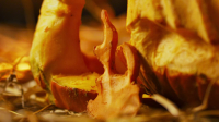 Outrageous Pumpkins S04E01 1080p HEVC x265-MeGusta EZTV