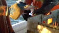 Chefs AField Good Catch S01E04 XviD-AFG EZTV