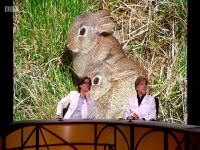 QI S16E14 Pathology 480p x264-mSD [eztv]