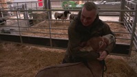 The Yorkshire Vet S14E09 XviD-AFG EZTV