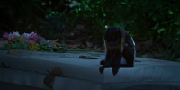Bad Monkey S01E03 720p x265-TiPEX EZTV