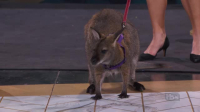 Stupid Pet Tricks S01E05 XviD-AFG EZTV