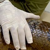 Swimming with Monsters S01E01 Anaconda WEB x264-LiGATE[TGx]