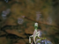 Impossible Animals S01E02 Rainforrests 480p x264-mSD EZTV