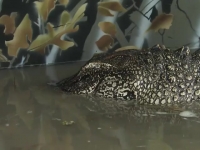 Swamp People S12E05 480p x264-mSD EZTV Swamp People S12E05 480p x264-mSD EZTV