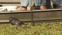 Swamp People S14E07 720p HEVC x265-MeGusta EZTV