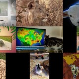 Howie Mandels Animals Doing Things S02E04 720p WEB x264-TBS Howie Mandels Animals Doing Things S02E04 720p WEB x264-TBS
