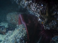 Big Beasts S01E01 480p x264-mSD EZTV Big Beasts S01E01 480p x264-mSD EZTV