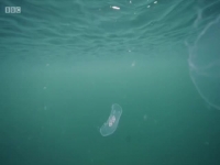 Winterwatch S09E06 480p x264-mSD EZTV