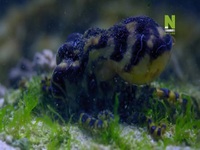 Worlds Most Toxic Animals S01E01 480p x264-mSD EZTV