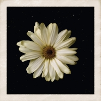 Cody Simpson - Flower {2015-Single}