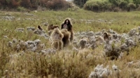 Mysterious Planet S01E04 WEB h264-BAE EZTV Mysterious Planet S01E04 WEB h264-BAE EZTV