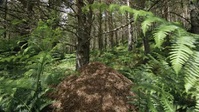 Nature S41E05 WILDHEART XviD-AFG EZTV