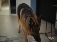 Hudson and Rex S06E14 480p x264-mSD EZTV