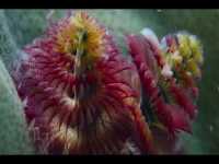 Our Oceans S01E02 480p x264-mSD EZTV