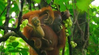 Wild Babies S01E03 XviD-AFG EZTV