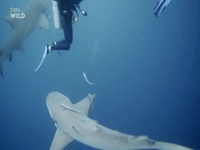 When Sharks Attack S08E03 480p x264-mSD EZTV