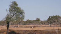 Outback Ringer S02E05 XviD-AFG EZTV