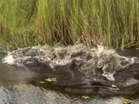 Swamp People S11E05 480p x264-mSD [eztv]