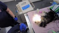 Pets And Pickers S02E02 XviD-AFG EZTV