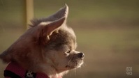 A Dogs World With Tony Armstrong S01E02 XviD-AFG EZTV