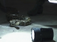 Swamp People Serpent Invasion S02E06 480p x264-mSD EZTV