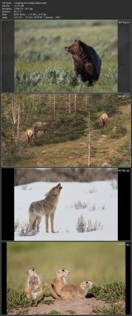 [ DevCourseWeb ] Photographing Wildlife