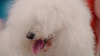Pooch Perfect US S01E08 1080p HEVC x265-MeGusta EZTV