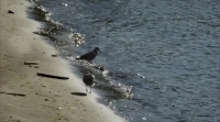 The Crossing S01E07 HDTV x264-KILLERS[eztv]