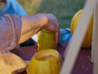 Outrageous Pumpkins S05E01 480p x264-mSD EZTV