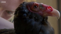 Inside The Zoo S01E06 XviD-AFG EZTV Inside The Zoo S01E06 XviD-AFG EZTV
