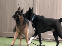 Dog Impossible S02E05 480p x264-mSD EZTV Dog Impossible S02E05 480p x264-mSD EZTV