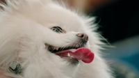 Pooch Perfect US S01E03 XviD-AFG EZTV