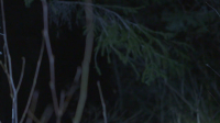 Expedition X S07E02 1080p HEVC x265-MeGusta EZTV
