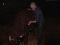 The Yorkshire Vet S12E09 480p x264-mSD EZTV
