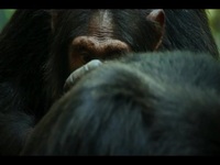 Chimp Empire S01E01 480p x264-mSD EZTV