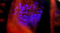 CSI Miami S05E11 1080p HEVC x265-MeGusta EZTV CSI Miami S05E11 1080p HEVC x265-MeGusta EZTV