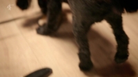 Embarrassing Pets S01E07 720p HDTV X264-CREED [eztv]