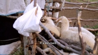Wet Markets Exposed S01E04 Albania XviD-AFG EZTV