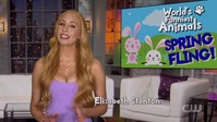 Worlds Funniest Animals S01E00 Spring Fling XviD-AFG EZTV