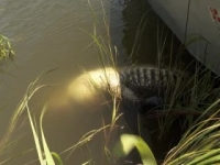Swamp People S11E12 iNTERNAL 480p x264-mSD [eztv]