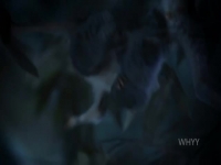 Nature S39E04 Primates Family Matters 480p x264-mSD EZTV