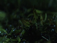 I Survived a Serial Killer S01E02 480p x264-mSD EZTV I Survived a Serial Killer S01E02 480p x264-mSD EZTV