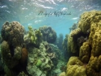 The Pacific with Sam Neill S01E03 480p x264-mSD [eztv]