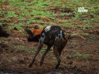 Wild Dogs Running With The Pack S01E03 480p x264-mSD EZTV