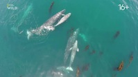 When Sharks Attack 360 S01E02 XviD-AFG EZTV